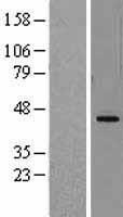 DHODH Protein - Western validation with an anti-DDK antibody * L: Control HEK293 lysate R: Over-expression lysate