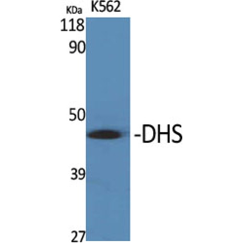 DHPS Antibody - Western blot of DHS antibody