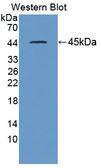 DHPS Antibody - Western blot of DHPS antibody.