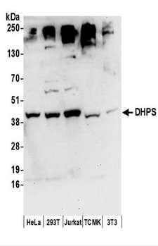DHPS Antibody - Detection of Human and Mouse DHPS by Western Blot. Samples: Whole cell lysate (50 ug) prepared using NETN buffer from HeLa, 293T, Jurkat, mouse TCMK-1, and mouse NIH3T3 cells. Antibodies: Affinity purified rabbit anti-DHPS antibody used for WB at 1 ug/ml. Detection: Chemiluminescence with an exposure time of 30 seconds.