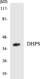DHPS Antibody - Western blot analysis of the lysates from HUVECcells using DHPS antibody.