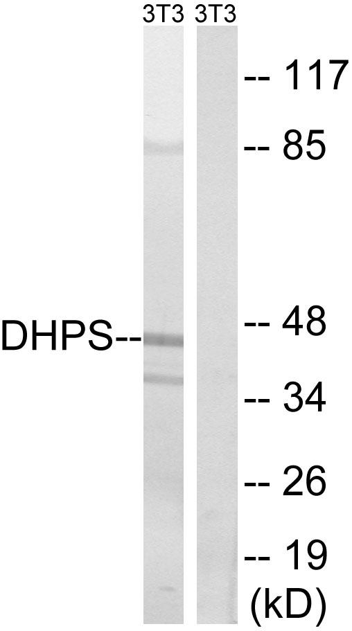 DHPS Antibody - Western blot analysis of extracts from 3T3 cells, using DHPS antibody.