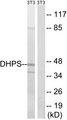 DHPS Antibody - Western blot analysis of extracts from 3T3 cells, using DHPS antibody.