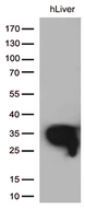 DHRS1 Antibody - Western blot analysis of extracts. (35ug) from 1 tissue lysate by using anti-DHRS1 monoclonal antibody. (1:500)