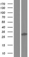 DHRS12 Protein - Western validation with an anti-DDK antibody * L: Control HEK293 lysate R: Over-expression lysate