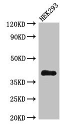 DHRS13 Antibody - Western Blot Positive WB detected in: HEK293 whole cell lysate All lanes: DHRS13 antibody at 4µg/ml Secondary Goat polyclonal to rabbit IgG at 1/50000 dilution Predicted band size: 41, 36, 33 kDa Observed band size: 41 kDa