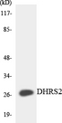 DHRS2 / HEP27 Antibody - Western blot analysis of the lysates from HeLa cells using DHRS2 antibody.