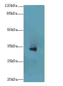 DHRS3 / SDR1 Antibody - Western blot. All lanes: DHRS3 antibody at 6 ug/ml+Mos- kidney tissue Goat polyclonal to rabbit at 1:10000 dilution. Predicted band size: 34 kDa. Observed band size: 34 kDa.