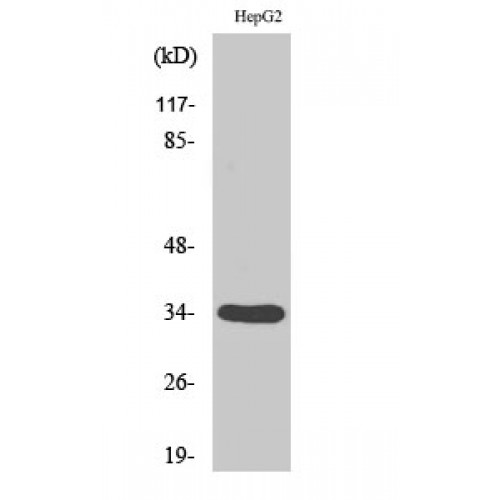 DHRS4 / PSCD Antibody - Western blot of DHRS4 antibody