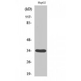 DHRS4 / PSCD Antibody - Western blot of DHRS4 antibody