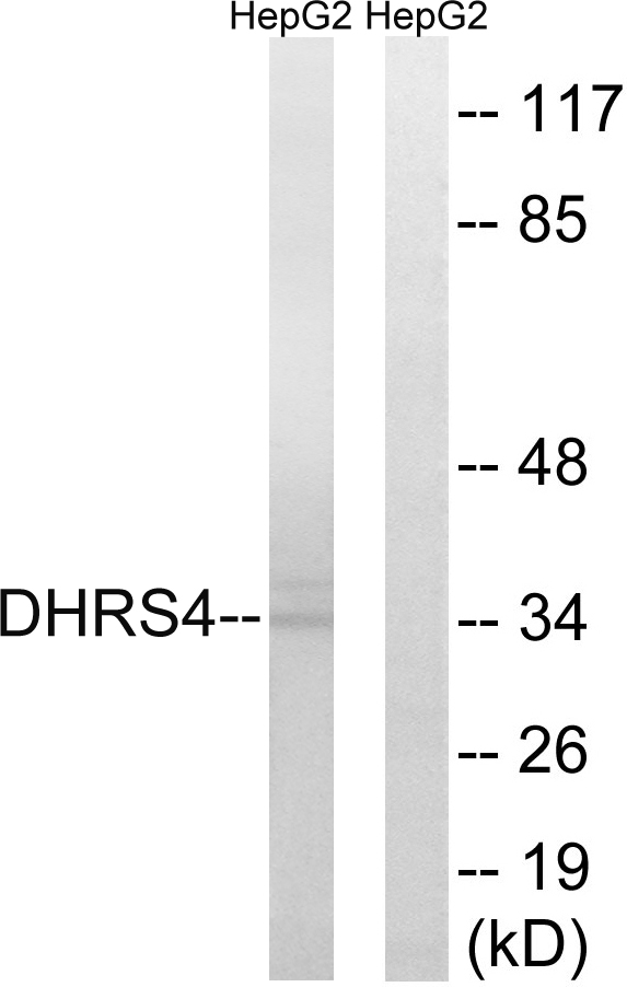 DHRS4 / PSCD Antibody - Western blot analysis of lysates from HepG2 cells, using DHRS4 Antibody. The lane on the right is blocked with the synthesized peptide.