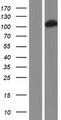 DHTKD1 Protein - Western validation with an anti-DDK antibody * L: Control HEK293 lysate R: Over-expression lysate