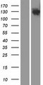 DHX29 Protein - Western validation with an anti-DDK antibody * L: Control HEK293 lysate R: Over-expression lysate