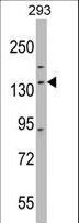DHX30 Antibody - DHX30 Antibody western blot of 293 cell line lysates (35 ug/lane). The DHX30 antibody detected the DHX30 protein (arrow).