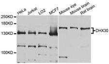 DHX30 Antibody - Western blot analysis of extracts of various cells.