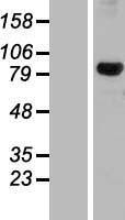 DHX32 Protein - Western validation with an anti-DDK antibody * L: Control HEK293 lysate R: Over-expression lysate