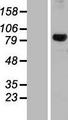 DHX32 Protein - Western validation with an anti-DDK antibody * L: Control HEK293 lysate R: Over-expression lysate