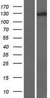 DHX34 Protein - Western validation with an anti-DDK antibody * L: Control HEK293 lysate R: Over-expression lysate