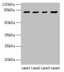 DHX35 Antibody - Western blot All lanes: DHX35 antibody at 12µg/ml Lane 1: Mouse kidney tissue Lane 2: Mouse liver tissueLane 3: K562 whole cell lysate Lane 4: Hela whole cell lysate Secondary Goat polyclonal to rabbit IgG at 1/10000 dilution Predicted band size: 79, 76 kDa Observed band size: 79 kDa