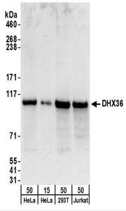 DHX36 Antibody - Detection of Human DHX36 by Western Blot. Samples: Whole cell lysate from HeLa (15 and 50 ug), 293T (50 ug) and Jurkat (50 ug) cells. Antibodies: Affinity purified rabbit anti-DHX36 antibody used for WB at 0.4 ug/ml. Detection: Chemiluminescence with an exposure time of 30 seconds.