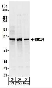DHX36 Antibody - Detection of Mouse DHX36 by Western Blot. Samples: Whole cell lysate from NIH3T3 (50 ug), TCKM (50 ug) and Renca (50 ug) cells. Antibodies: Affinity purified rabbit anti-DHX36 antibody used for WB at 1 ug/ml. Detection: Chemiluminescence with an exposure time of 30 seconds.