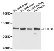 DHX36 Antibody - Western blot analysis of extracts of various cells.