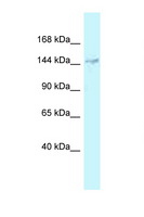 DHX38 Antibody - DHX38 antibody Western blot of 3 Cell lysate. Antibody concentration 1 ug/ml.  This image was taken for the unconjugated form of this product. Other forms have not been tested.