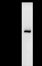 DHX38 Antibody - Immunoprecipitation: RIPA lysate of HeLa cells was incubated with anti-DHX38 mAb. Predicted molecular weight: 140 kDa