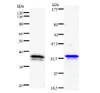 DHX38 Antibody - Left : Western blot analysis of immunized recombinant protein, using anti-DHX38 monoclonal antibody. Right : CBB staining of immunized recombinant protein.