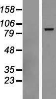 DHX58 / LGP2 Protein - Western validation with an anti-DDK antibody * L: Control HEK293 lysate R: Over-expression lysate