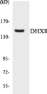 DHX8 Antibody - Western blot analysis of the lysates from HeLa cells using DHX8 antibody.