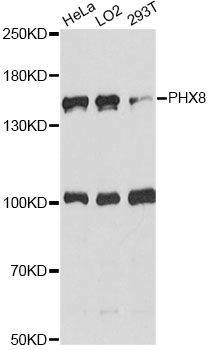 DHX8 Antibody - Western blot analysis of extracts of various cell lines, using DHX8 antibody at 1:1000 dilution. The secondary antibody used was an HRP Goat Anti-Rabbit IgG (H+L) at 1:10000 dilution. Lysates were loaded 25ug per lane and 3% nonfat dry milk in TBST was used for blocking. An ECL Kit was used for detection and the exposure time was 90s.
