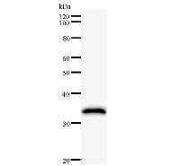 DHX9 Antibody - Western blot analysis of immunized recombinant protein, using anti-DHX9 monoclonal antibody.