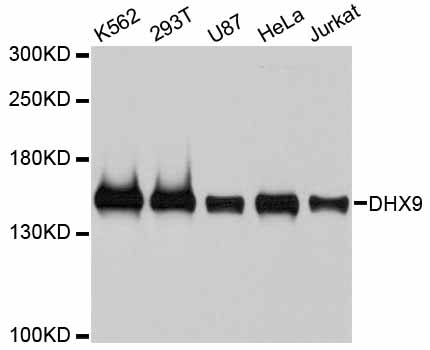 DHX9 Antibody - Western blot analysis of extracts of various cell lines.
