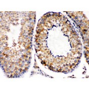 DIABLO / SMAC Antibody - Smac/Diablo was detected in paraffin-embedded sections of mouse testis tissues using rabbit anti- Smac/Diablo Antigen Affinity purified polyclonal antibody at 1 ug/mL. The immunohistochemical section was developed using SABC method.