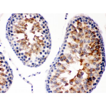 DIABLO / SMAC Antibody - Smac/Diablo was detected in paraffin-embedded sections of rat testis tissues using rabbit anti- Smac/Diablo Antigen Affinity purified polyclonal antibody at 1 ug/mL. The immunohistochemical section was developed using SABC method.