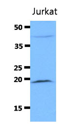 DIABLO / SMAC Antibody - Western Blot: The cell lysate of Jurkat (40 ug) were resolved by SDS-PAGE, transferred to PVDF membrane and probed with anti-human SMAC antibody (1:3000). Proteins were visualized using a goat anti-mouse secondary antibody conjugated to HRP and an ECL detection system.