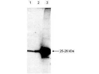 DIABLO / SMAC Antibody - Anti-Smac is shown to detect a 25-26 kDa band in partially purified recombinant human Smac protein by western blot. Lanes 1-3 are loaded with 1, 10 and 100 ng of protein per lane, respectively. The blot was incubated overnight with a 1:1000 dilution of anti-Smac in TBST. Detection occurs using a 1:1000 dilution of HRP Goat-a-Rabbit with visualization via ECL. Film exposure approximately 1. Other detection systems will yield similar results.
