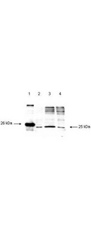 DIABLO / SMAC Antibody - Western blot of anti-Smac detects a 26 kDa band when 1 ug of recombinant Smac is applied (lane 1). Lane 2 shows Smac detection when 30 ug of 1% NP-40 treated cell lysate from HeLa cells is applied. Lanes 3 & 4 show 30 ug each of cytosolic fractions from HeLa cell lysates both with (lane 3) and without (lane 4) treatment with 30 M etoposide. Recombinant Smac migrates slower than the native form because of the His6-tag. The blot was incubated overnight with a 1:1000 dilution of anti-Smac in TBST. Detection occurs using a 1:1000 dilution of HRP Goat-a-Rabbit with visualization via ECL. Film exposure approximately 1