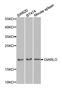 DIABLO / SMAC Antibody - Western blot analysis of extracts of various cell lines.