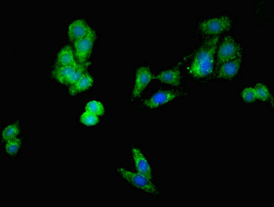 DIABLO / SMAC Antibody - Immunofluorescent analysis of HepG2 cells at a dilution of 1:100 and Alexa Fluor 488-congugated AffiniPure Goat Anti-Rabbit IgG(H+L)