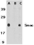 DIABLO / SMAC Antibody - Western blot analysis of Smac in mouse heart tissue lysate in the absence (A) or presence (B) of blocking peptide and in rat heart tissue lysate with mSmac antibody at 1µg /ml.