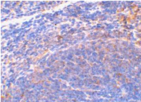 DIABLO / SMAC Antibody - Immunohistochemical staining of mouse spleen using mSmac antibody at 2µg/ml.