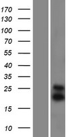 DIABLO / SMAC Protein - Western validation with an anti-DDK antibody * L: Control HEK293 lysate R: Over-expression lysate