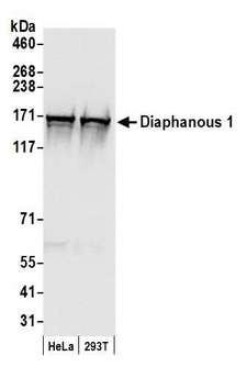 DIAPH1 Antibody - Detection of human Diaphanous 1 by western blot. Samples: Whole cell lysate (50 µg) from HeLa and HEK293T cells prepared using NETN lysis buffer. Antibody: Affinity purified rabbit anti-Diaphanous 1 antibody used for WB at 0.66 µg/ml. Detection: Chemiluminescence with an exposure time of 1 second.