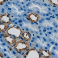 DIAPH1 Antibody - Immunohistochemical analysis of Dia 1 staining in mouse kidney formalin fixed paraffin embedded tissue section. The section was pre-treated using heat mediated antigen retrieval with sodium citrate buffer (pH 6.0). The section was then incubated with the antibody at room temperature and detected using an HRP conjugated compact polymer system. DAB was used as the chromogen. The section was then counterstained with hematoxylin and mounted with DPX.
