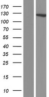 DIAPH2 Protein - Western validation with an anti-DDK antibody * L: Control HEK293 lysate R: Over-expression lysate