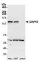 DIAPH3 / MDIA2 Antibody - Detection of human DIAPH3 by western blot. Samples: Whole cell lysate (50 µg) from HeLa, HEK293T, and Jurkat cells prepared using NETN lysis buffer. Antibody: Affinity purified rabbit anti-DIAPH3 antibody used for WB at 0.1 µg/ml. Detection: Chemiluminescence with an exposure time of 30 seconds.