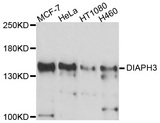 DIAPH3 / MDIA2 Antibody - Western blot analysis of extracts of various cell lines, using DIAPH3 antibody at 1:1000 dilution. The secondary antibody used was an HRP Goat Anti-Rabbit IgG (H+L) at 1:10000 dilution. Lysates were loaded 25ug per lane and 3% nonfat dry milk in TBST was used for blocking. An ECL Kit was used for detection and the exposure time was 90s.