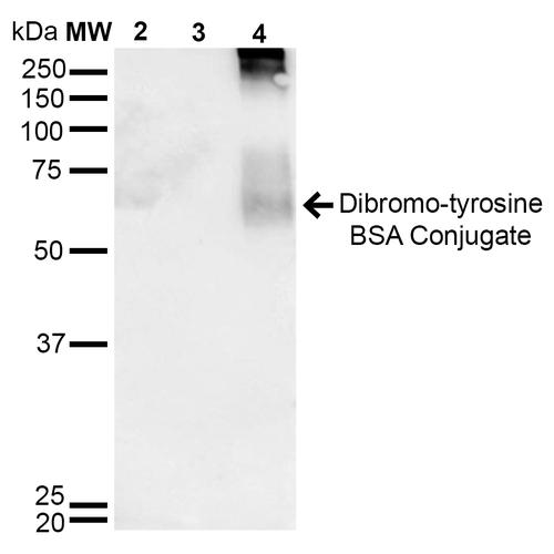 Dibromo-tyrosine Antibody - Western Blot analysis of 3, 5-Dibromotyrosine-BSA Conjugate showing detection of 67 kDa Dibromo-tyrosine protein using Mouse Anti-Dibromo-tyrosine Monoclonal Antibody, Clone 6G3. Lane 1: Molecular Weight Ladder (MW). Lane 2: BSA. Lane 3: Nitrosylated-BSA. Lane 4: Dibromotyrosine-BSA. Load: 1 µg. Block: 5% Skim Milk in TBST. Primary Antibody: Mouse Anti-Dibromo-tyrosine Monoclonal Antibody at 1:1000 for 2 hours at RT. Secondary Antibody: Goat Anti-Mouse IgG: HRP at 1:2000 for 60 min at RT. Color Development: ECL solution for 5 min in RT. Predicted/Observed Size: 67 kDa.